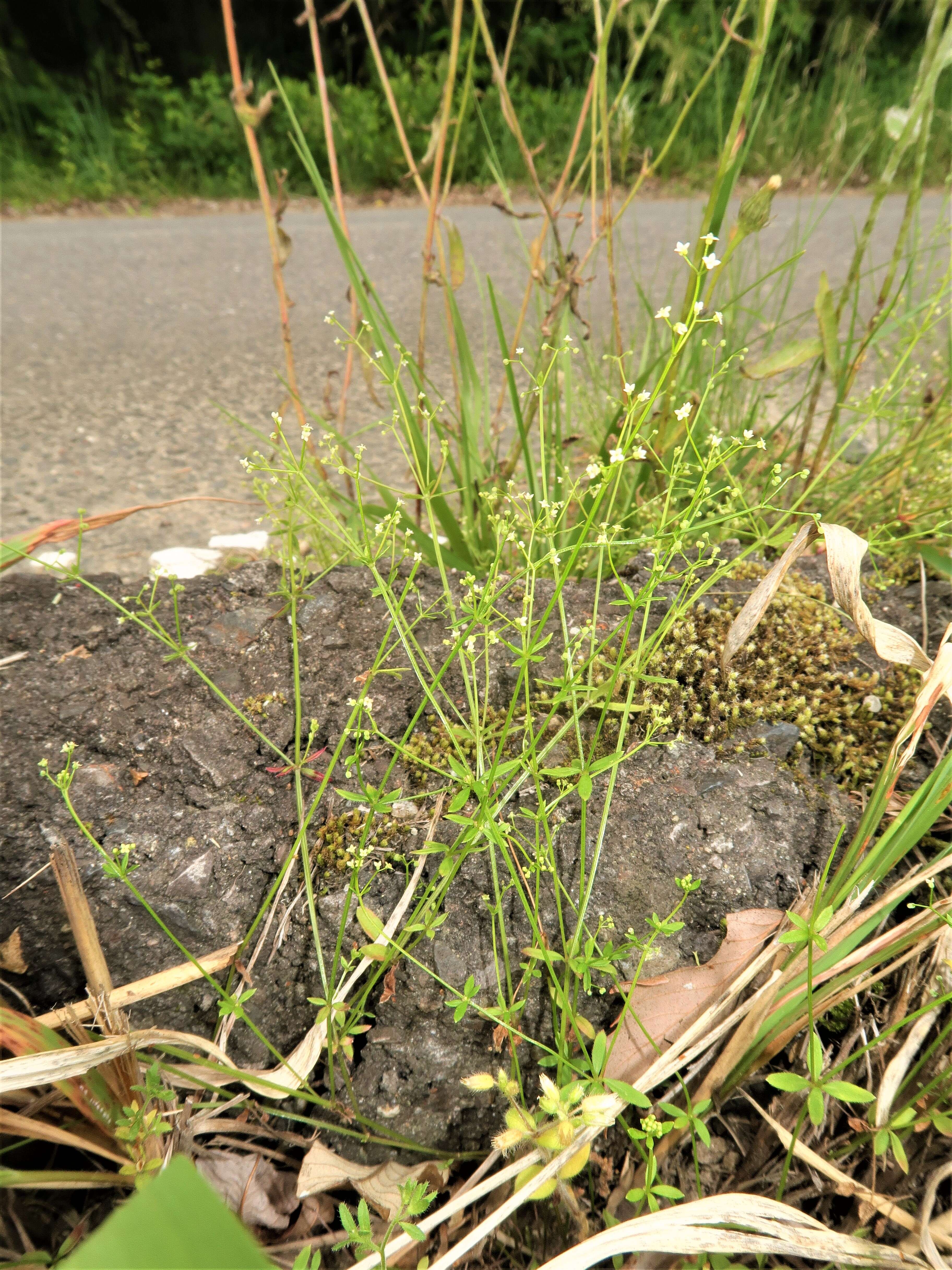 Image of bedstraw