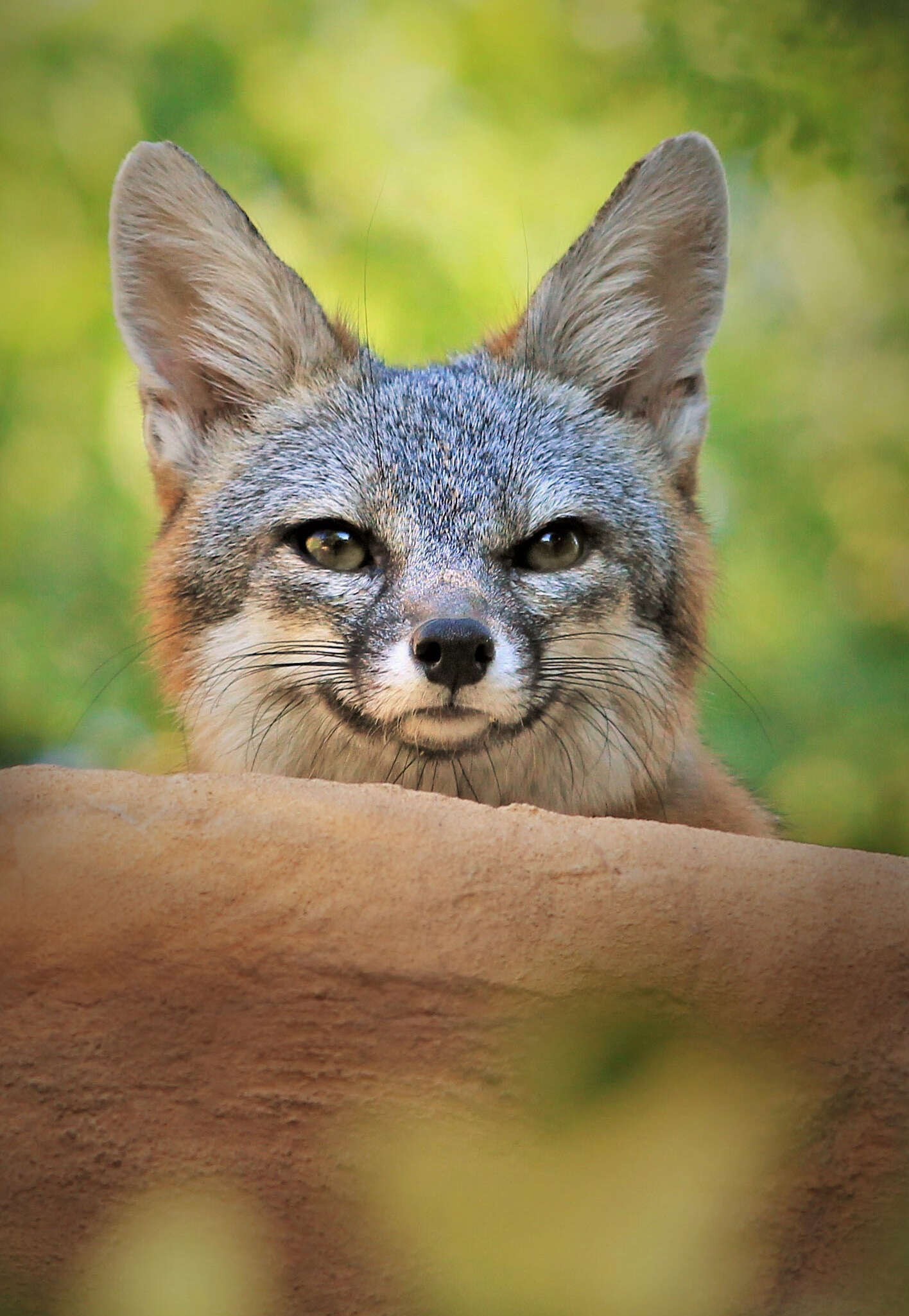 Image of Grey Foxes