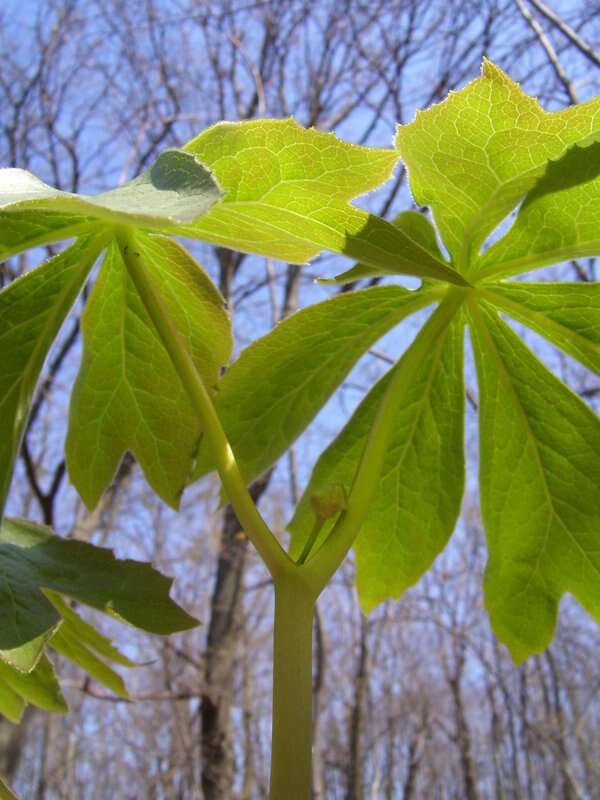 Image of mayapple