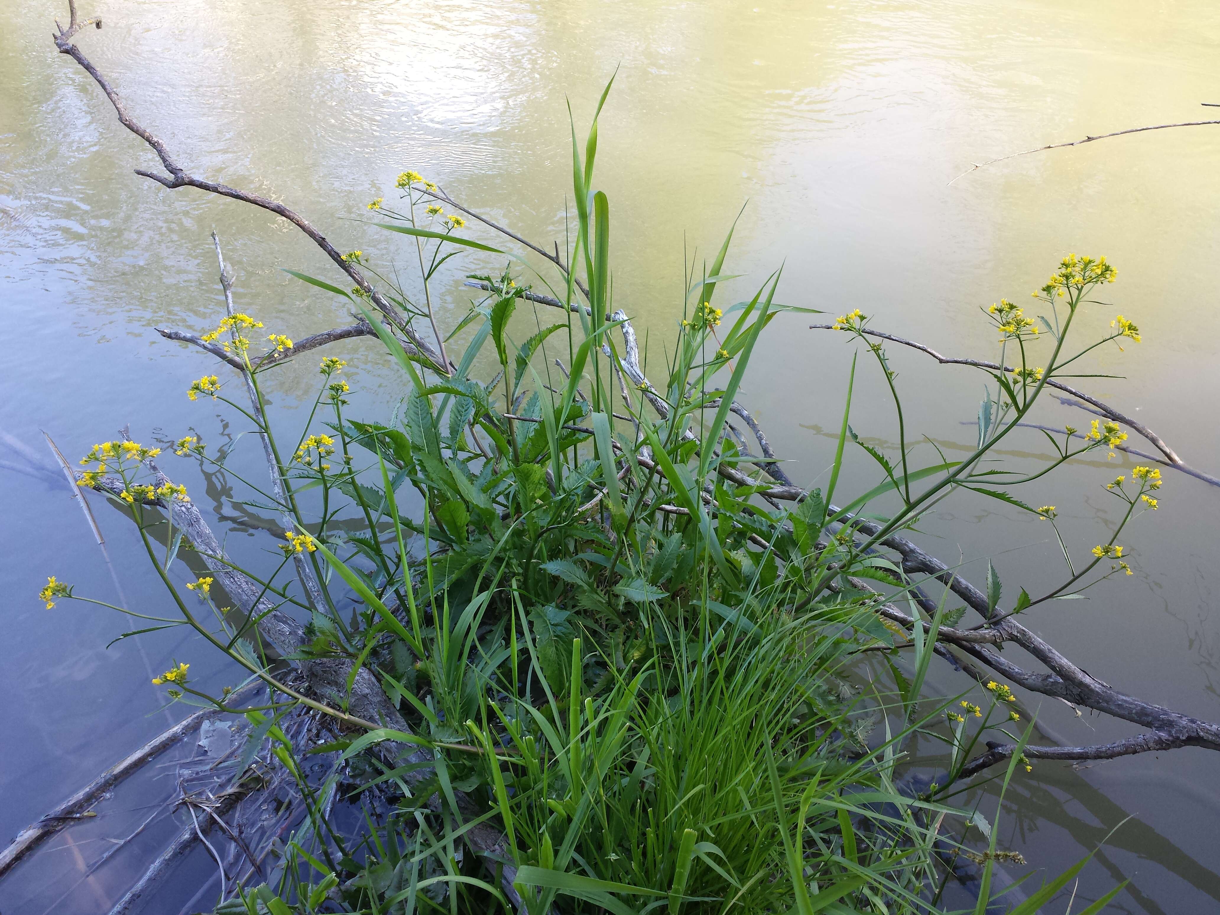 Image of Great Yellow-cress