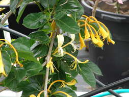 Image of Lonicera hildebrandiana Collett & Hemsl.