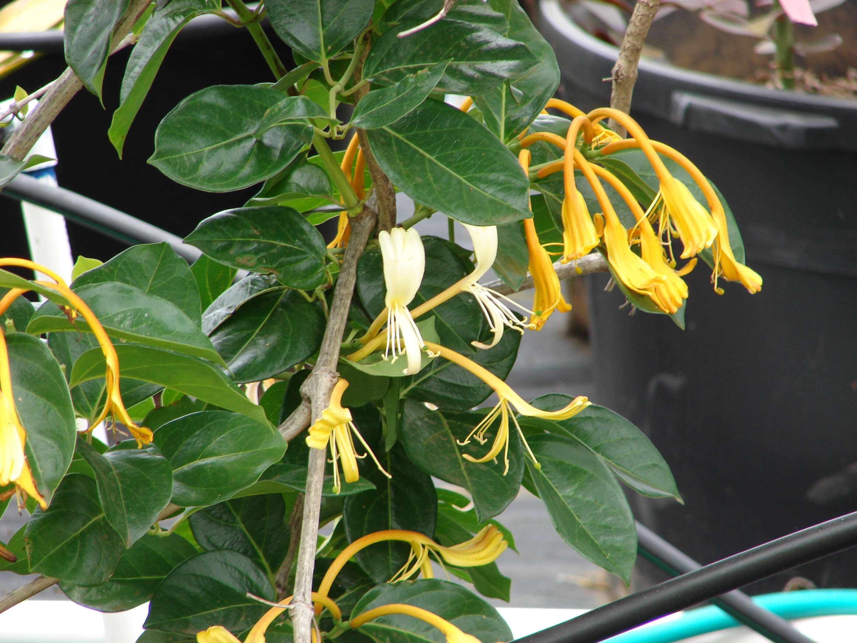 Image of Lonicera hildebrandiana Collett & Hemsl.