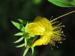 Image of Hypericum oblongifolium Choisy