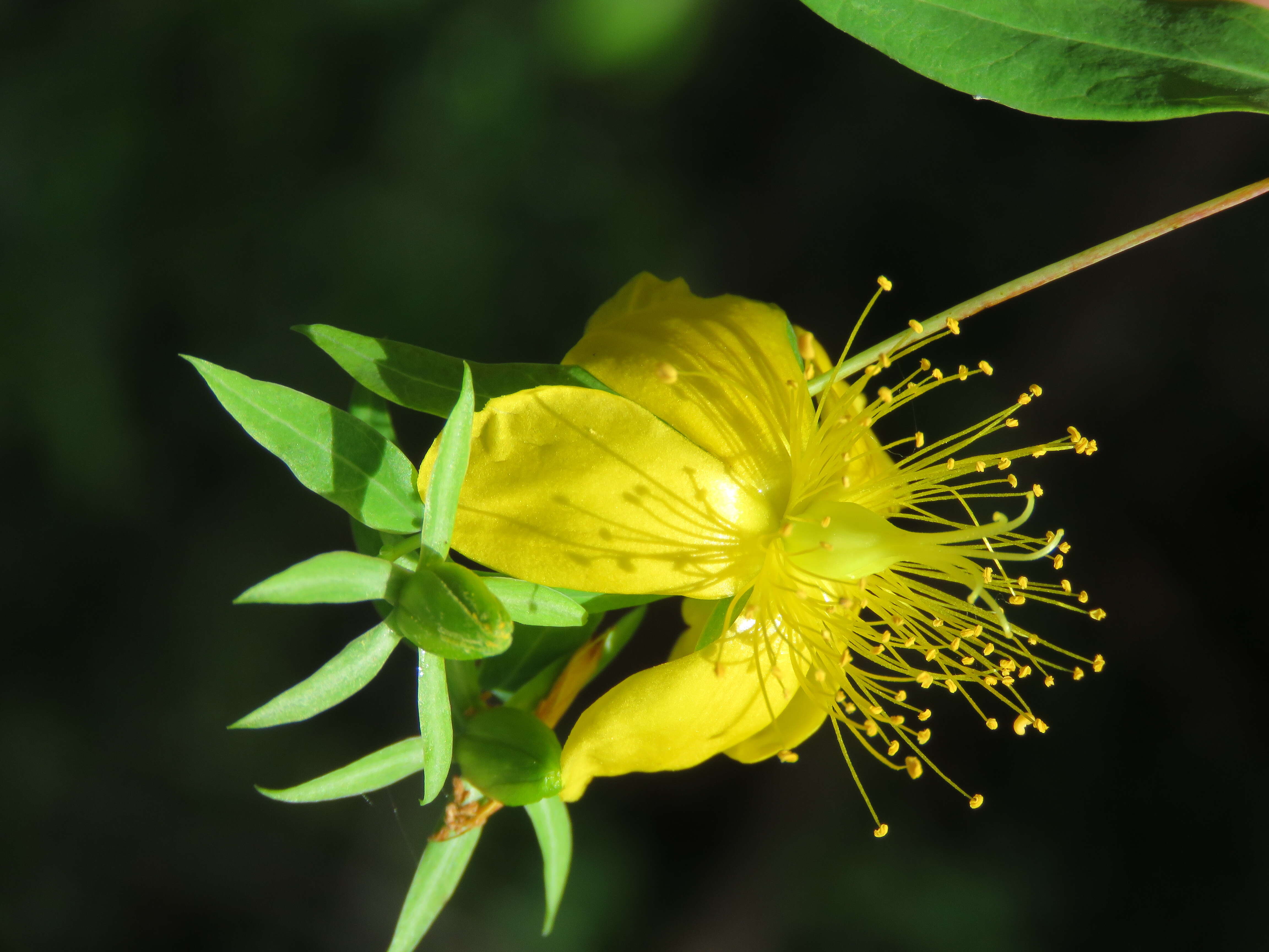 Image of Hypericum oblongifolium Choisy