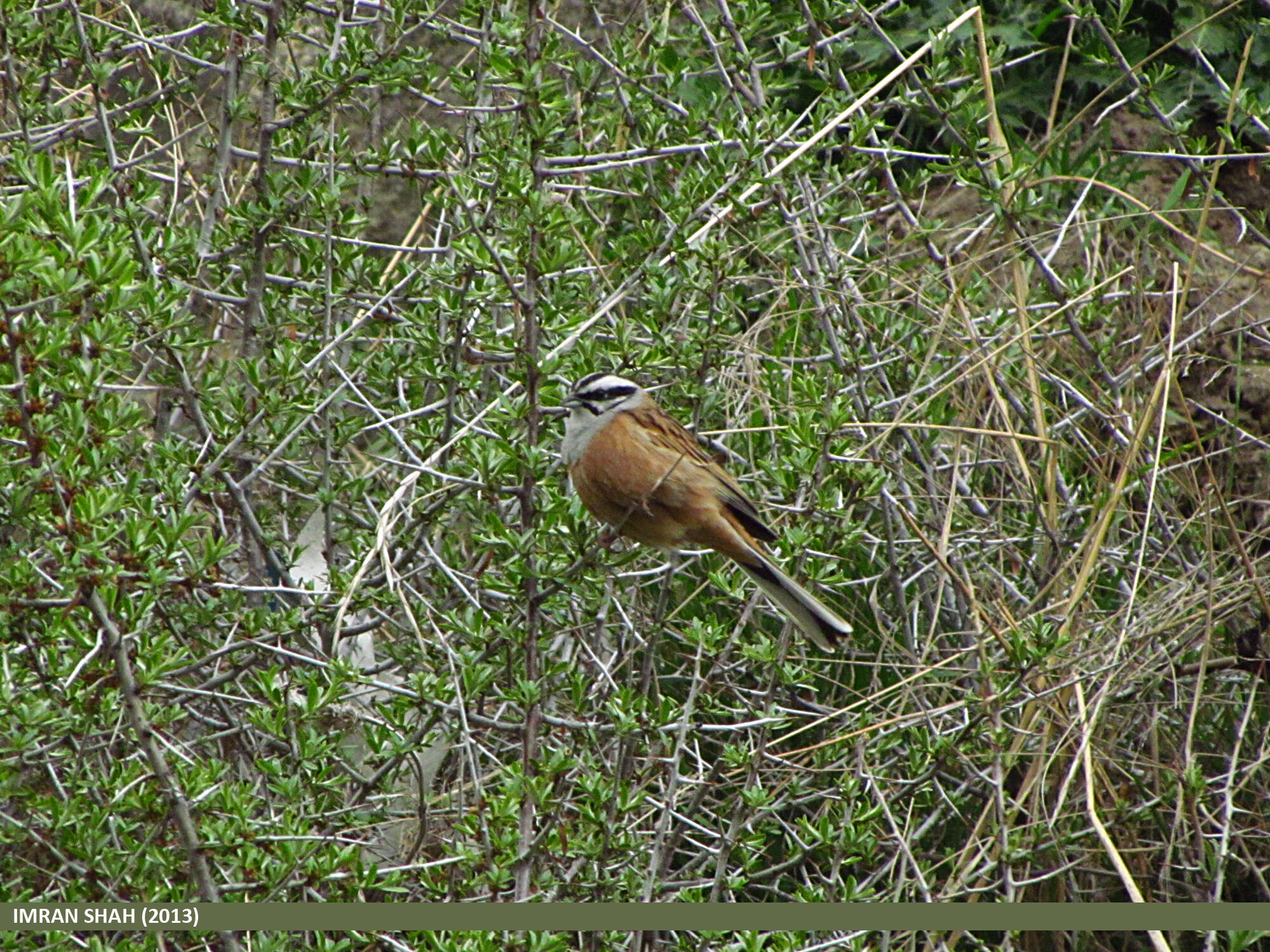 Image of European Rock Bunting