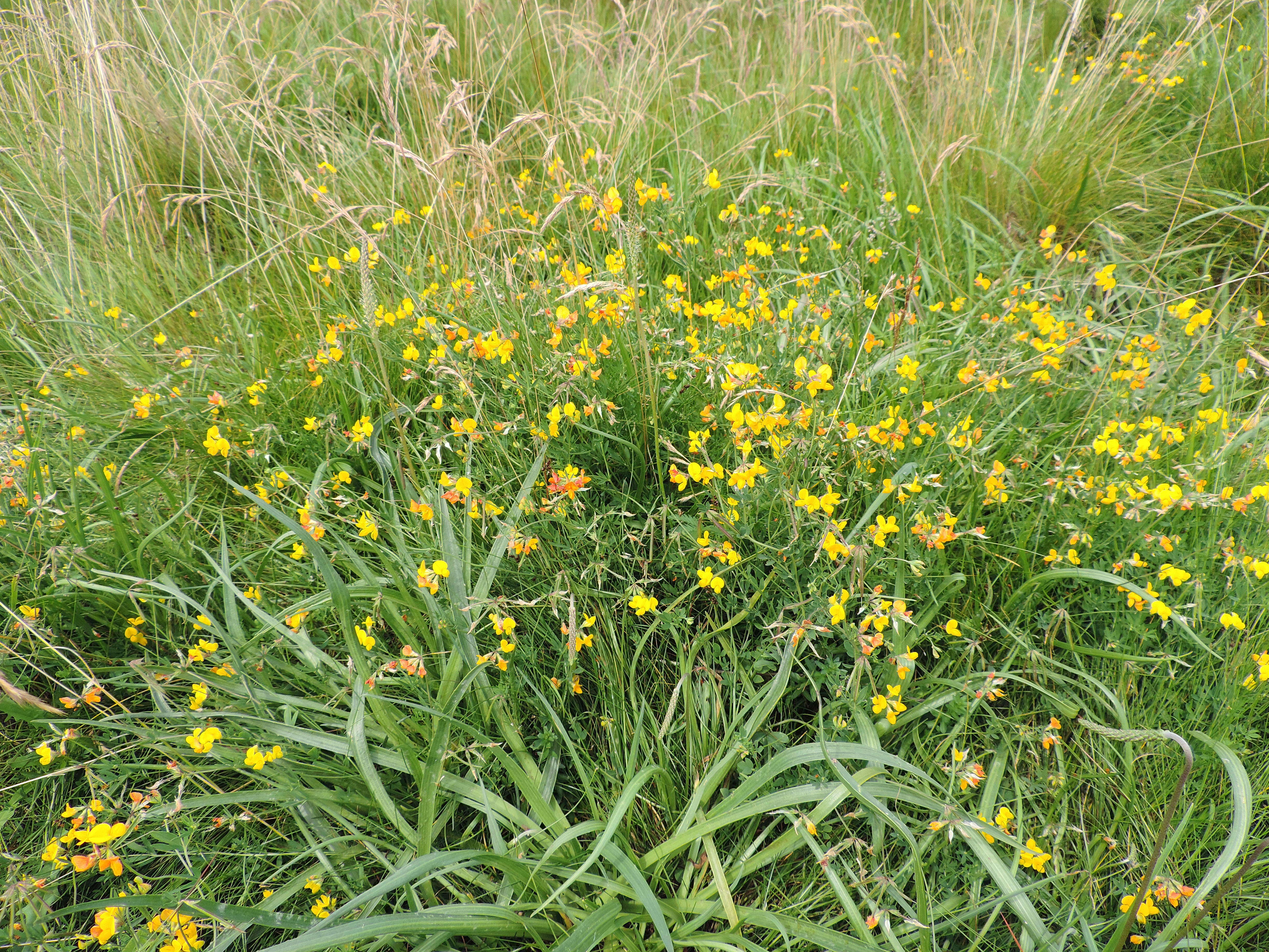 Image of Narrow-leaved Bird's-foot-trefoil