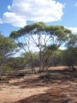 Sivun Eucalyptus eudesmioides F. Müll. kuva