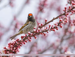 Image of Fire-fronted Serin