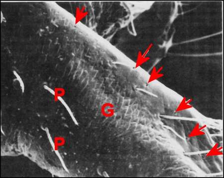 Image of Leptonetidae