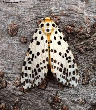 Image of Spilosoma multiguttata Walker 1855