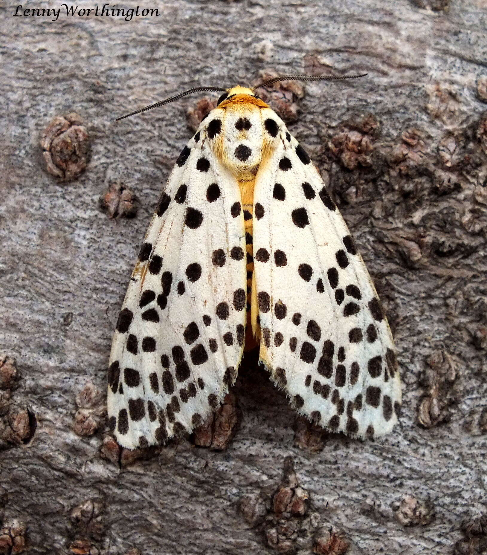 Spilosoma multiguttata Walker 1855 resmi