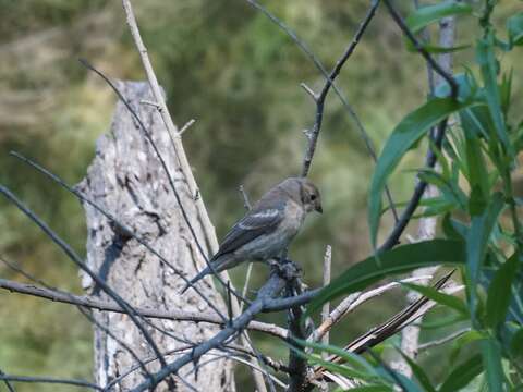 Image of Lazuli Bunting