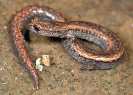 Image of Blackbelly Slender Salamander