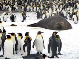 Image of South Atlantic Elephant-seal