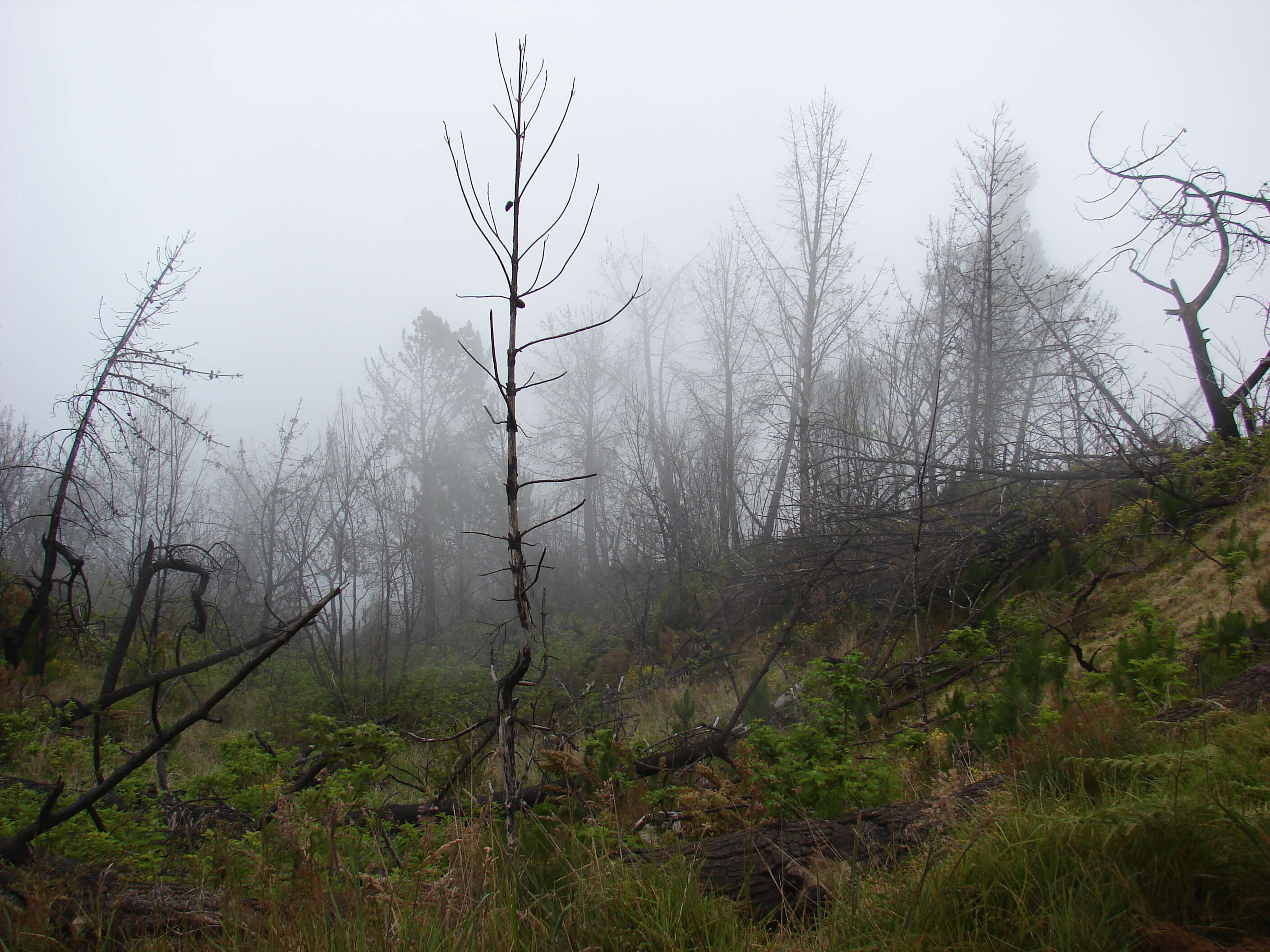 Слика од Rubus hawaiensis A. Gray