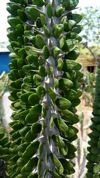 Image of Madagascan ocotillo