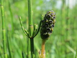 Image of Marsh Horsetail