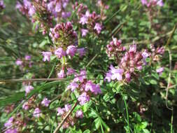 Image of breckland thyme