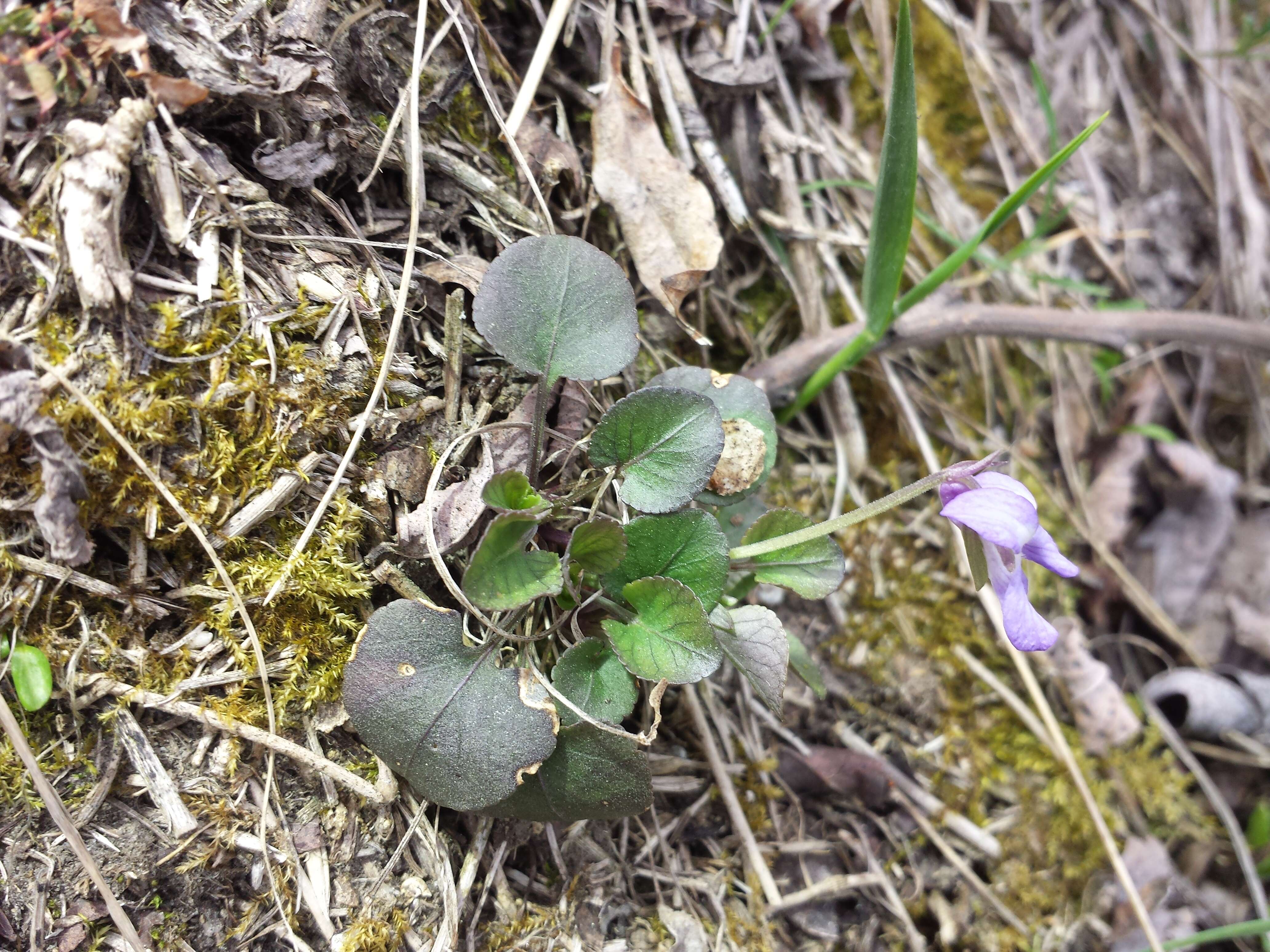 Image of teesdale violet