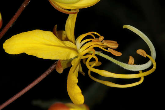 Слика од Cassia abbreviata Oliv.