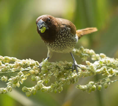 Image of Nutmeg Mannikin