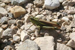 Image of Large marsh grasshopper