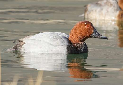 Image of pochard, common pochard