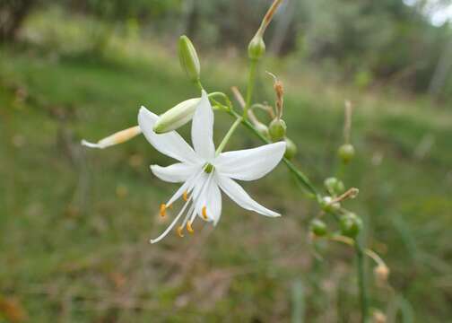 Image of Branched St Bernard's lily