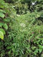 Image of hemlock waterparsnip