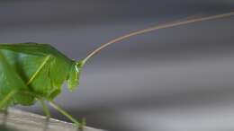 Image of Tettigonioidea