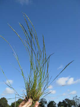 Image of smallflower lovegrass