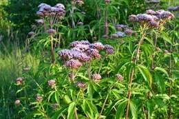 Image of hemp agrimony