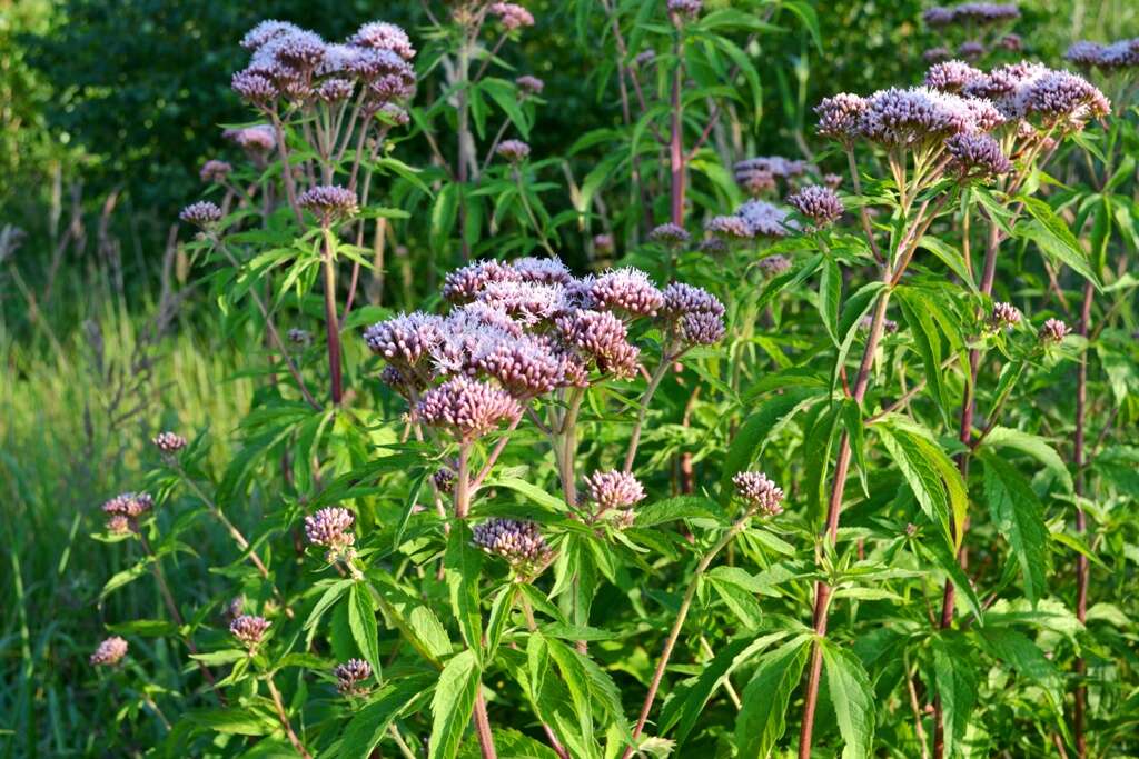 Image of hemp agrimony