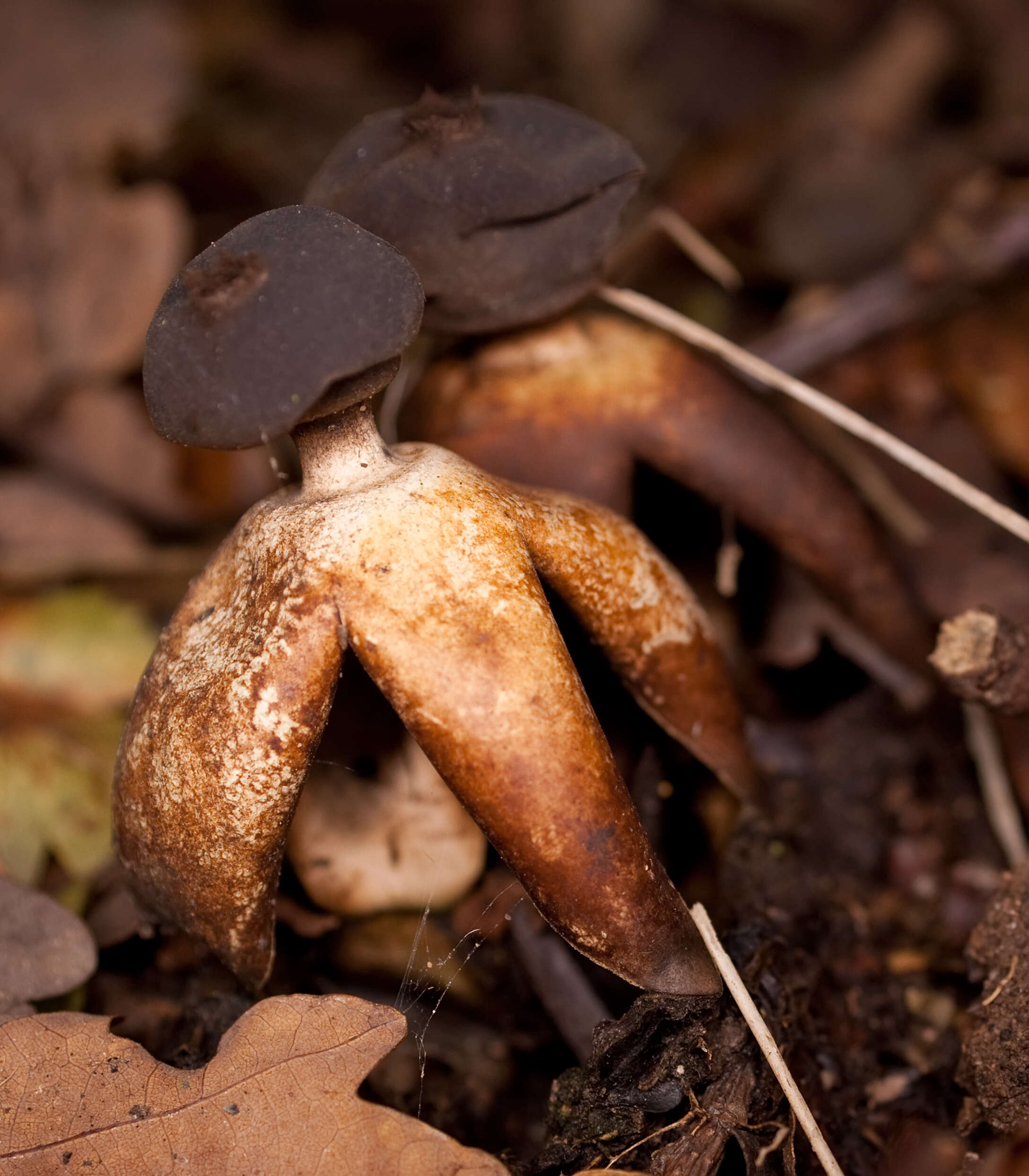 Imagem de Geastrum fornicatum (Huds.) Hook. 1821