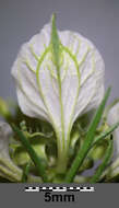 Nigella arvensis L. resmi