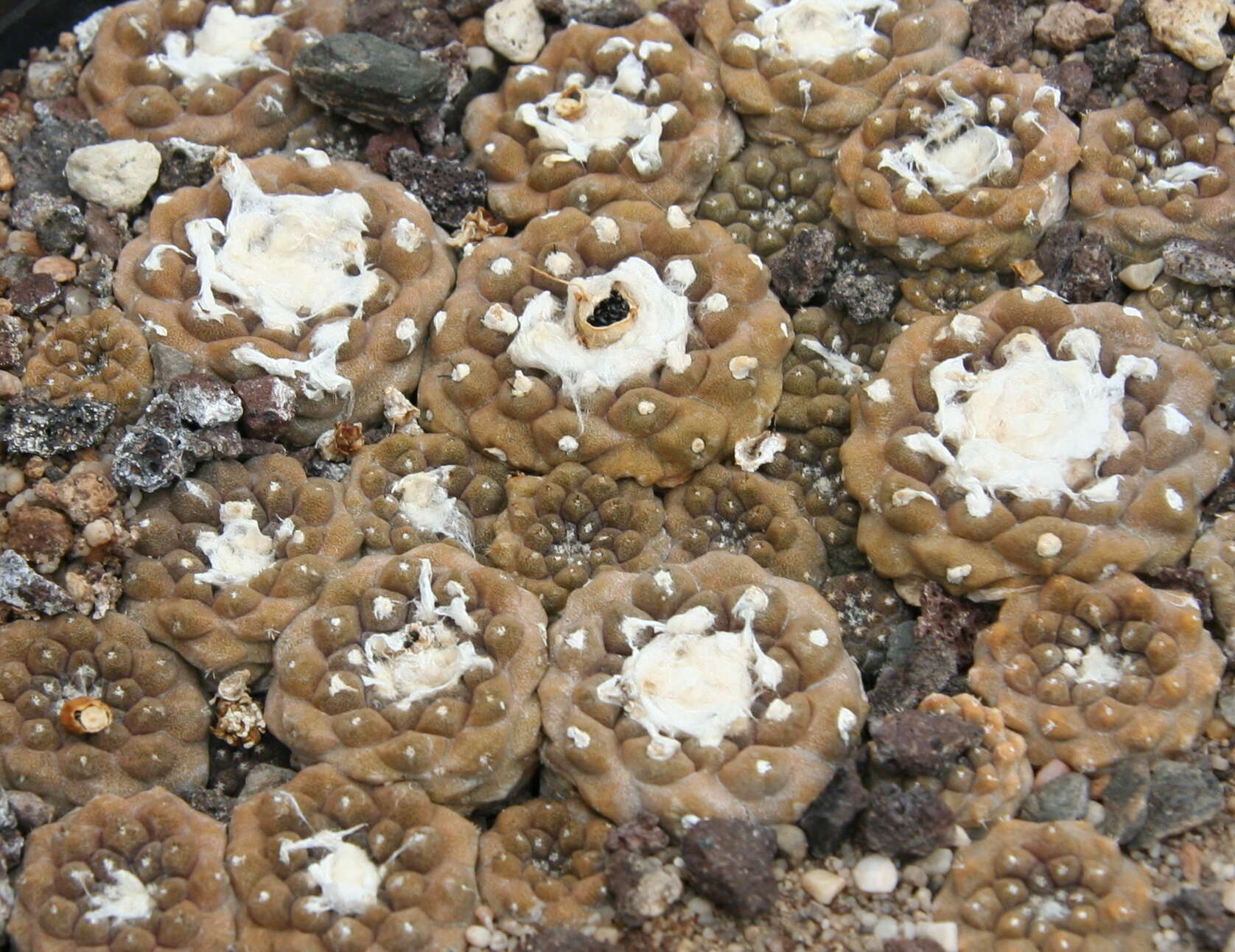 Image of Copiapoa hypogaea F. Ritter