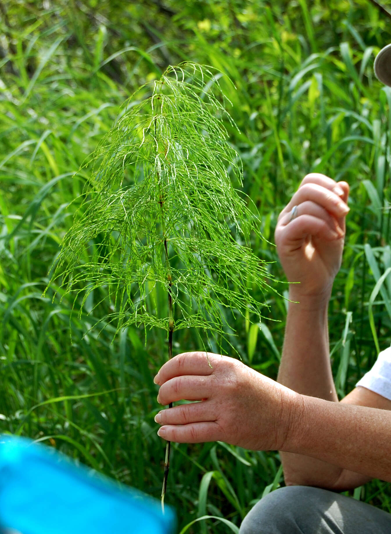 Imagem de Equisetum sylvaticum L.