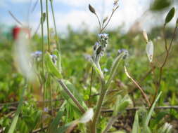 Image of field forget-me-not