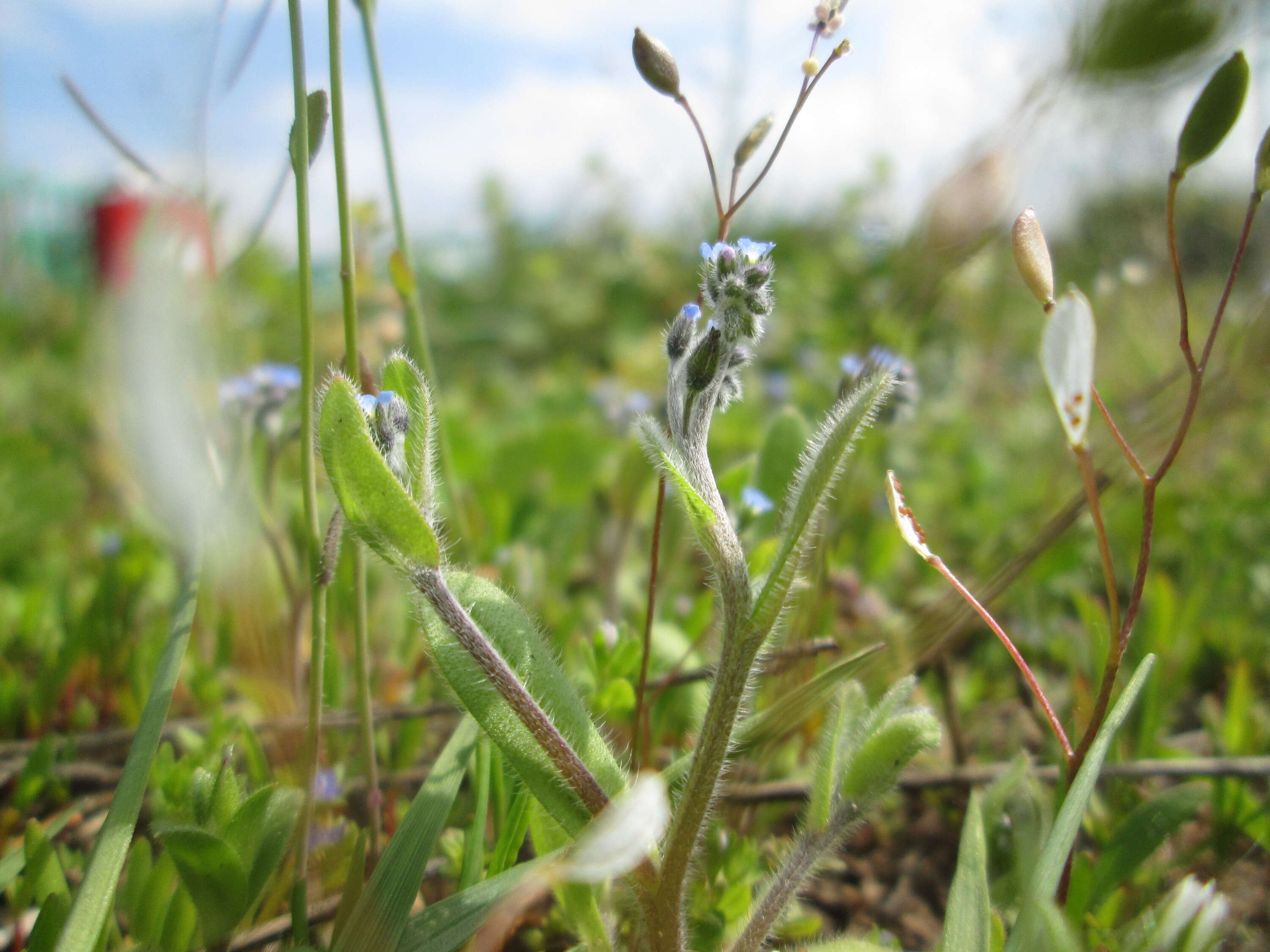 Image of field forget-me-not