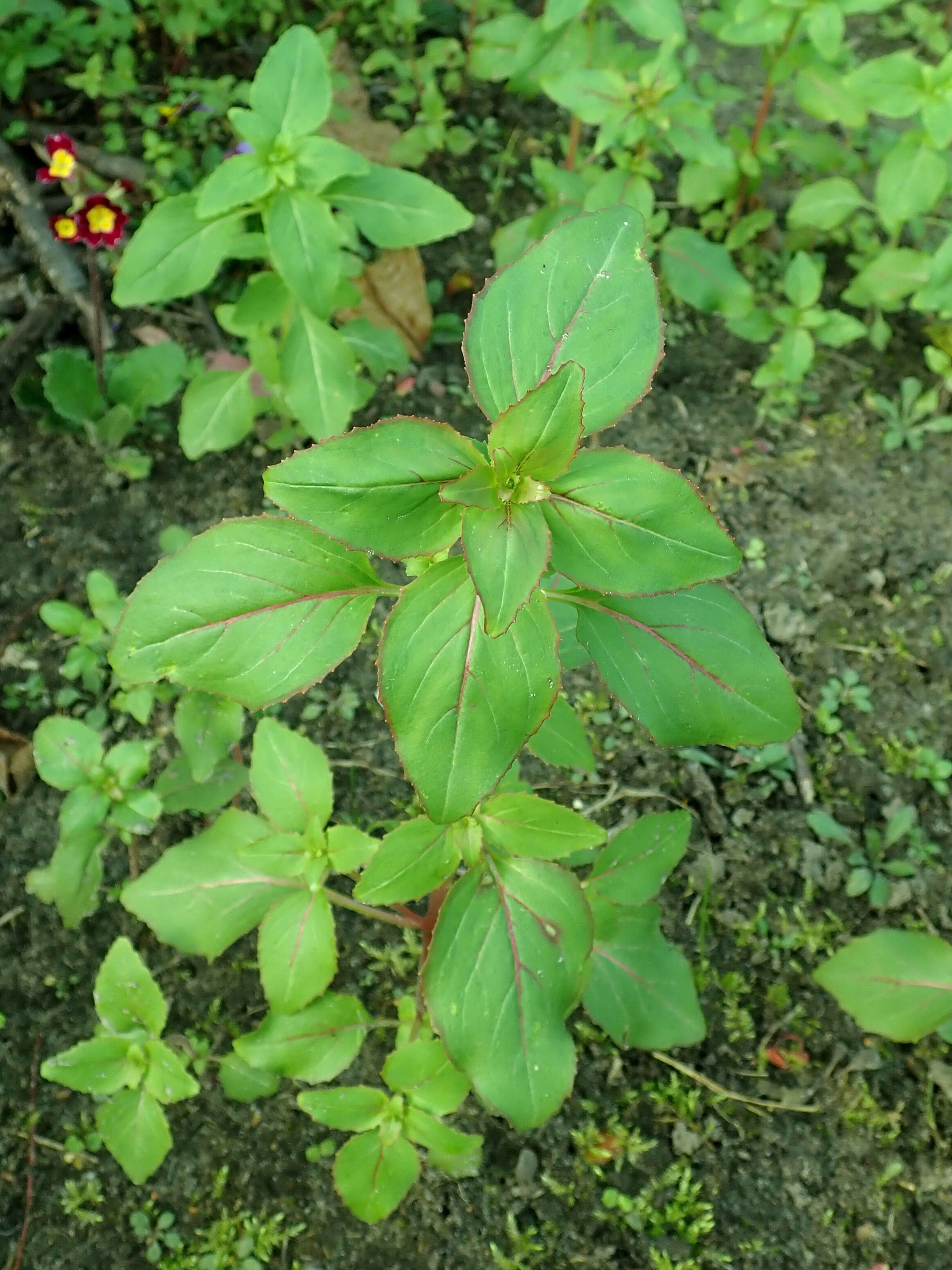 Image of elegant clarkia