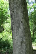 Image of Bur Oak