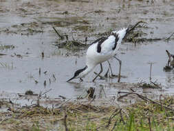 Image of avocet, pied avocet