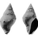 Image of Megasurcula howei