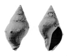 Image of Megasurcula howei