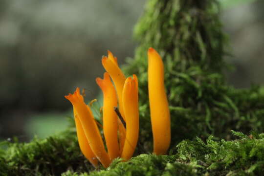 Image of Calocera viscosa (Pers.) Fr. 1821