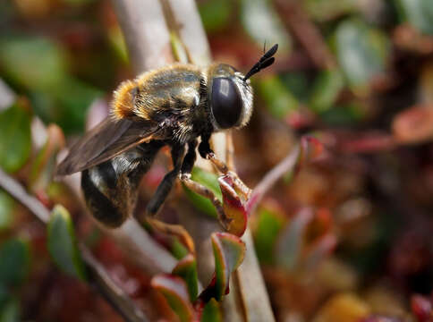 Image of Microdon myrmicae Schonrogge, Barr, Wardlaw, Napper, Gardner, Breen, Elmes & Thomas 2002