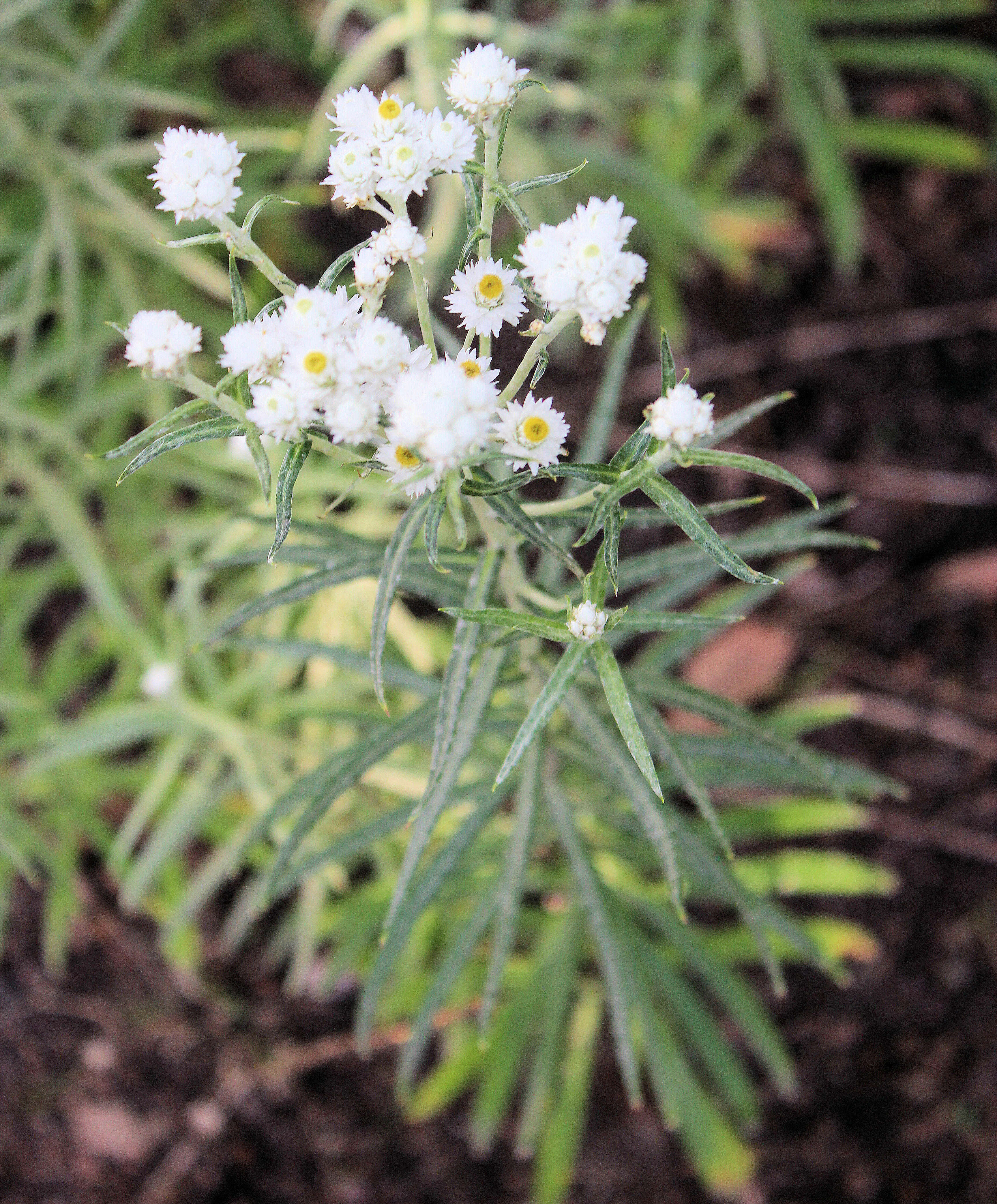 Imagem de Anaphalis margaritacea (L.) Benth.