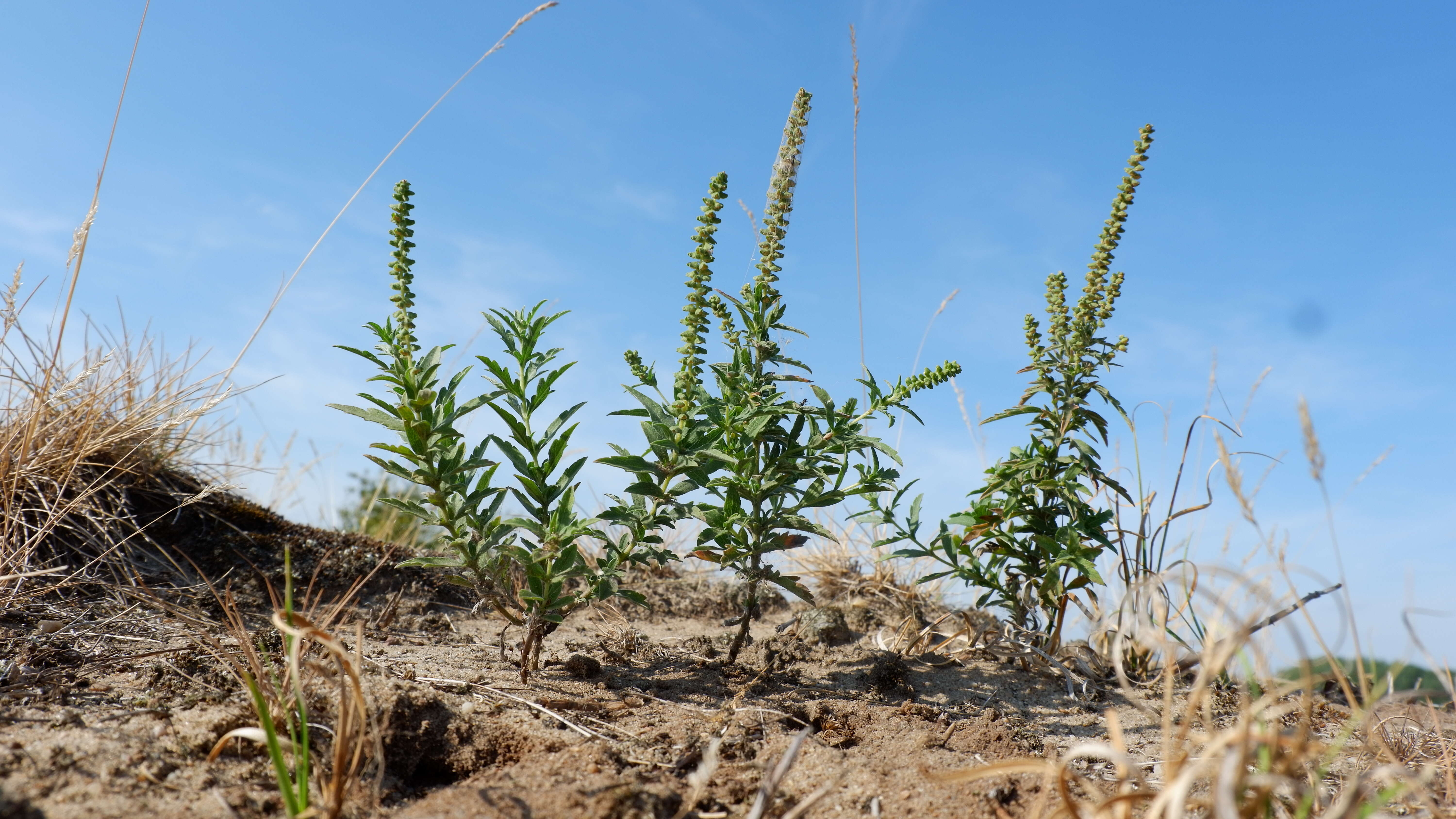 Image of Cuman ragweed