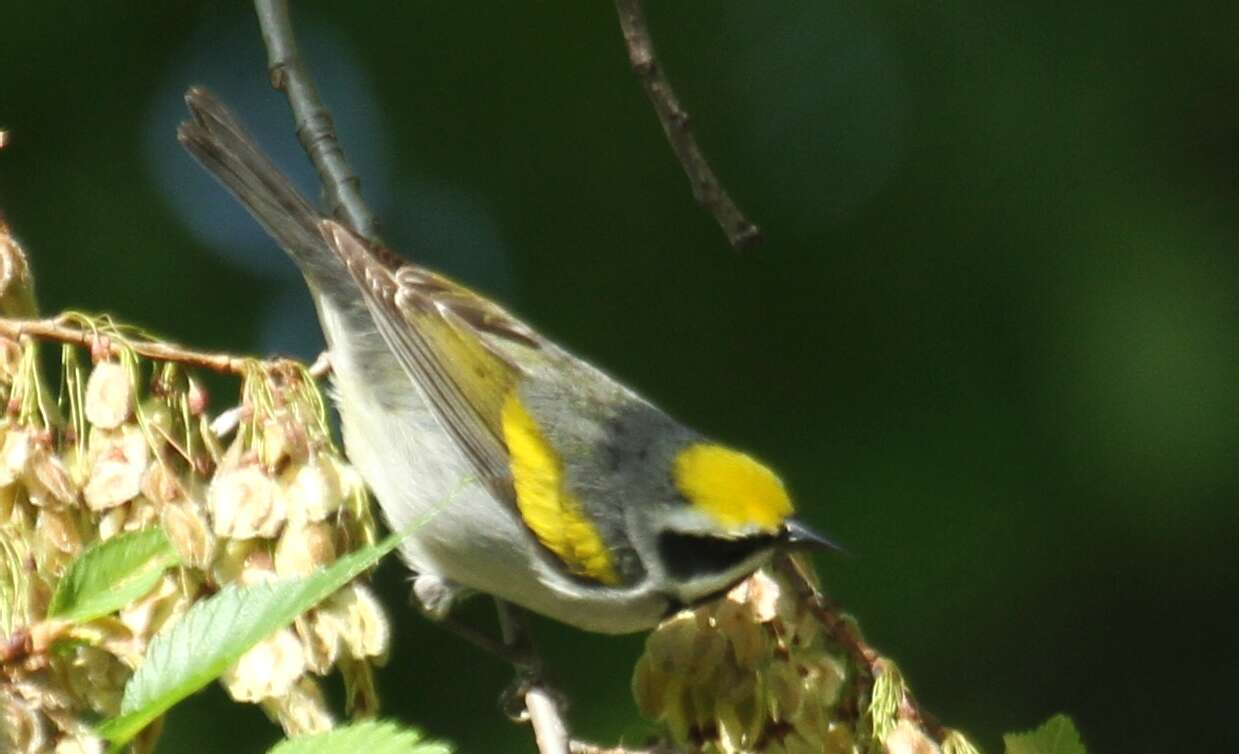 Image of Golden-winged Warbler