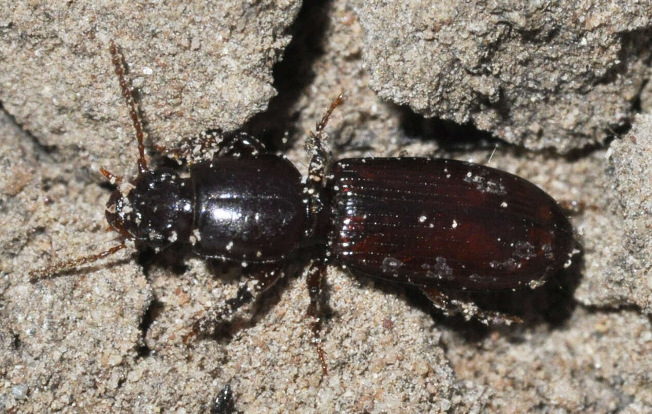 صورة Clivina (Clivina) collaris (Herbst 1784)